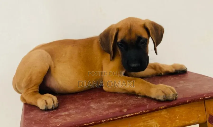1-3 months Male Purebred Boerboel