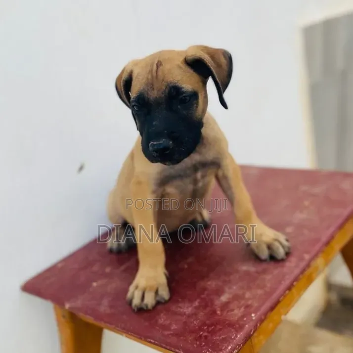 1-3 months Male Purebred Boerboel