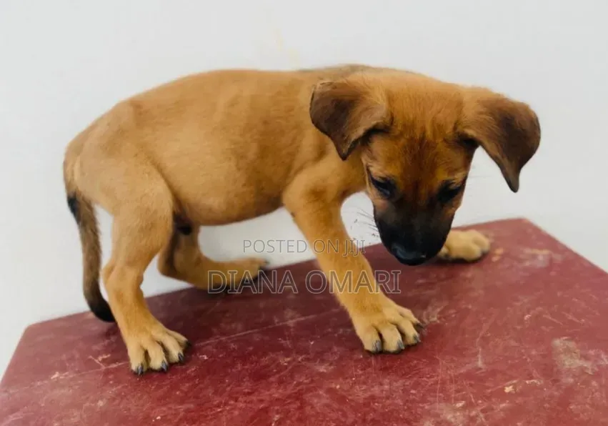 1-3 months Male Purebred Boerboel