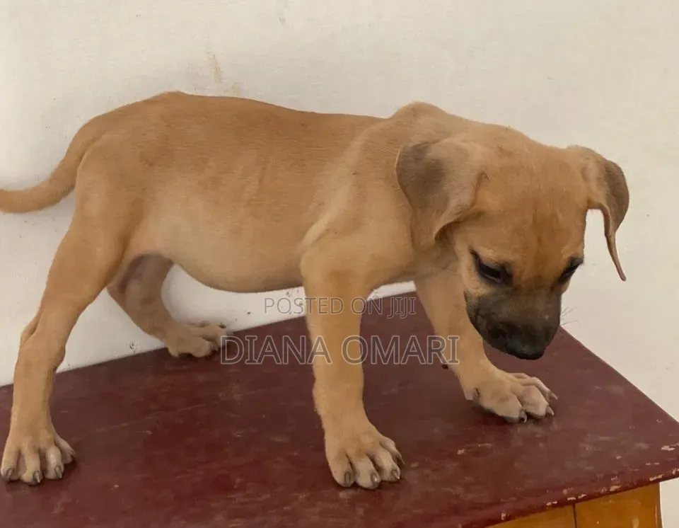 1-3 months Male Purebred Boerboel