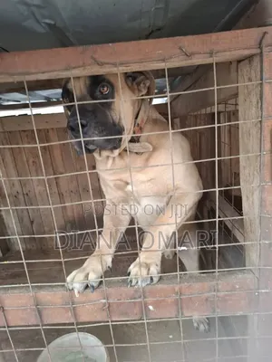 1-3 months Male Purebred Boerboel