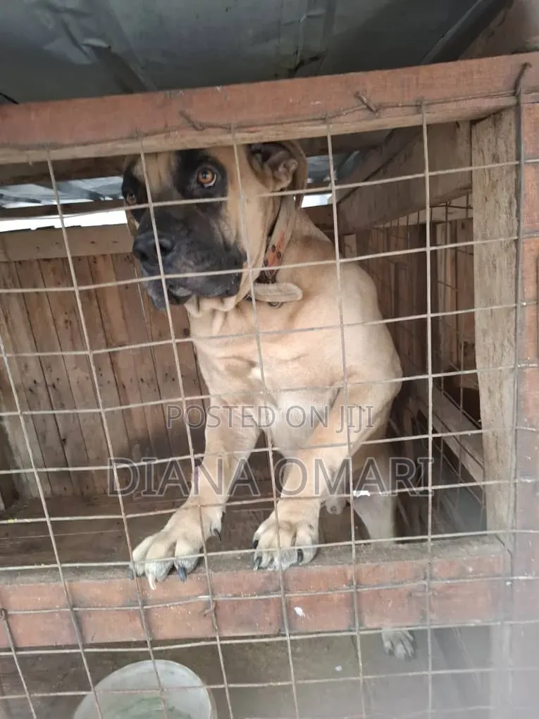 1-3 months Male Purebred Boerboel