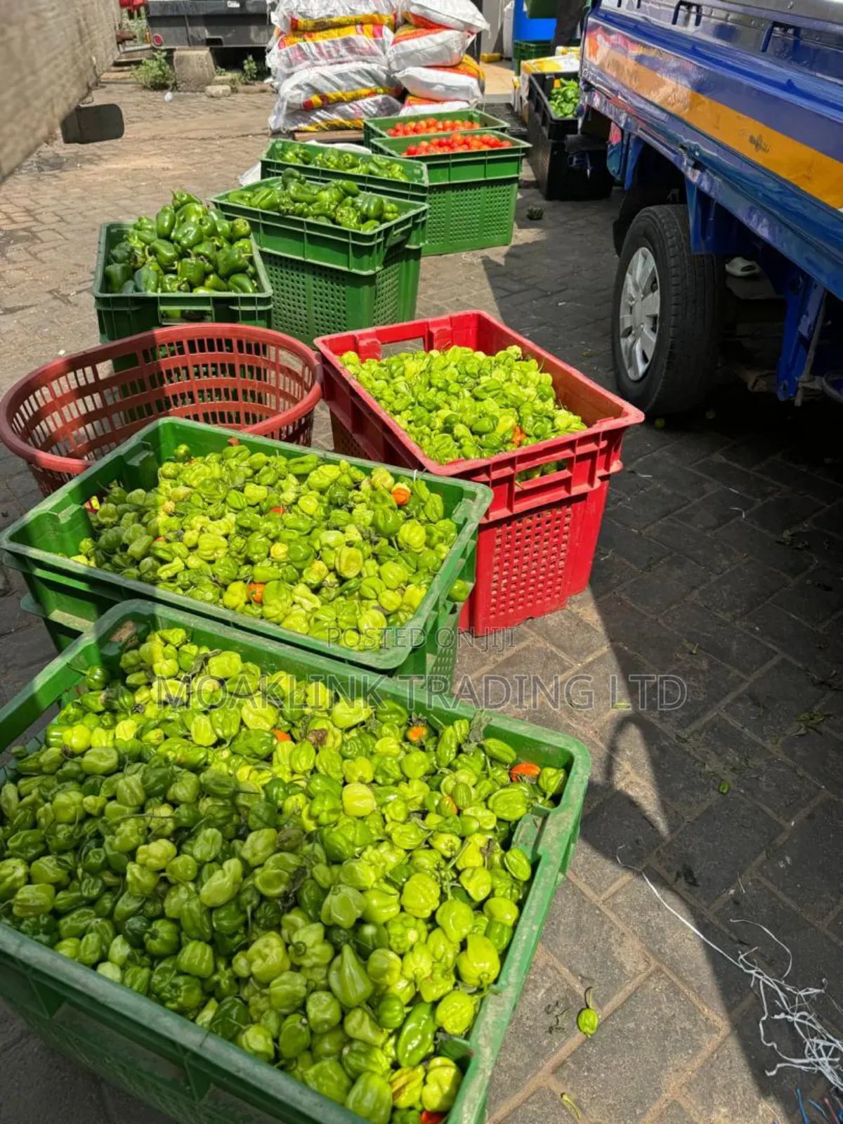 Green Pepper (Kpakposhito)