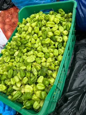 Green Pepper (Kpakposhito)