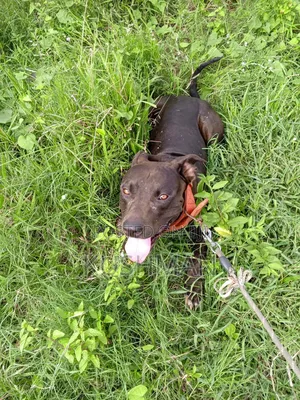 1+ year Female Purebred American Pit Bull Terrier