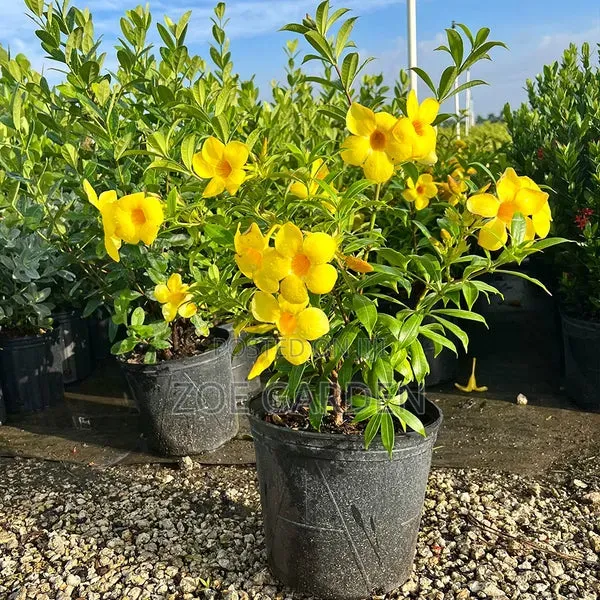 Allamanda for Garden