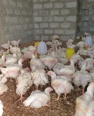 Broiler - Chicken for Sale