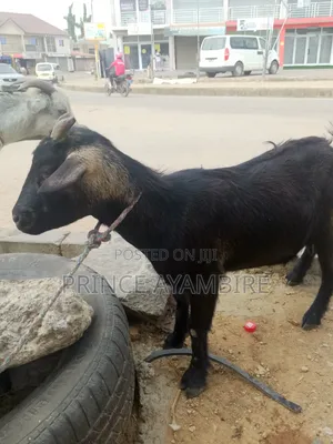 Atandaa Live Stocks