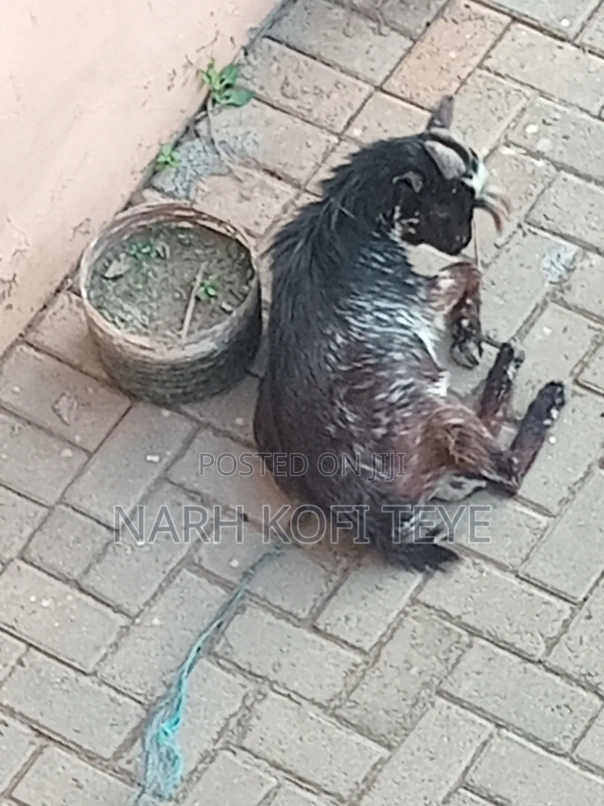 Goats for Sale