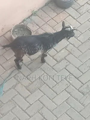 Goats for Sale