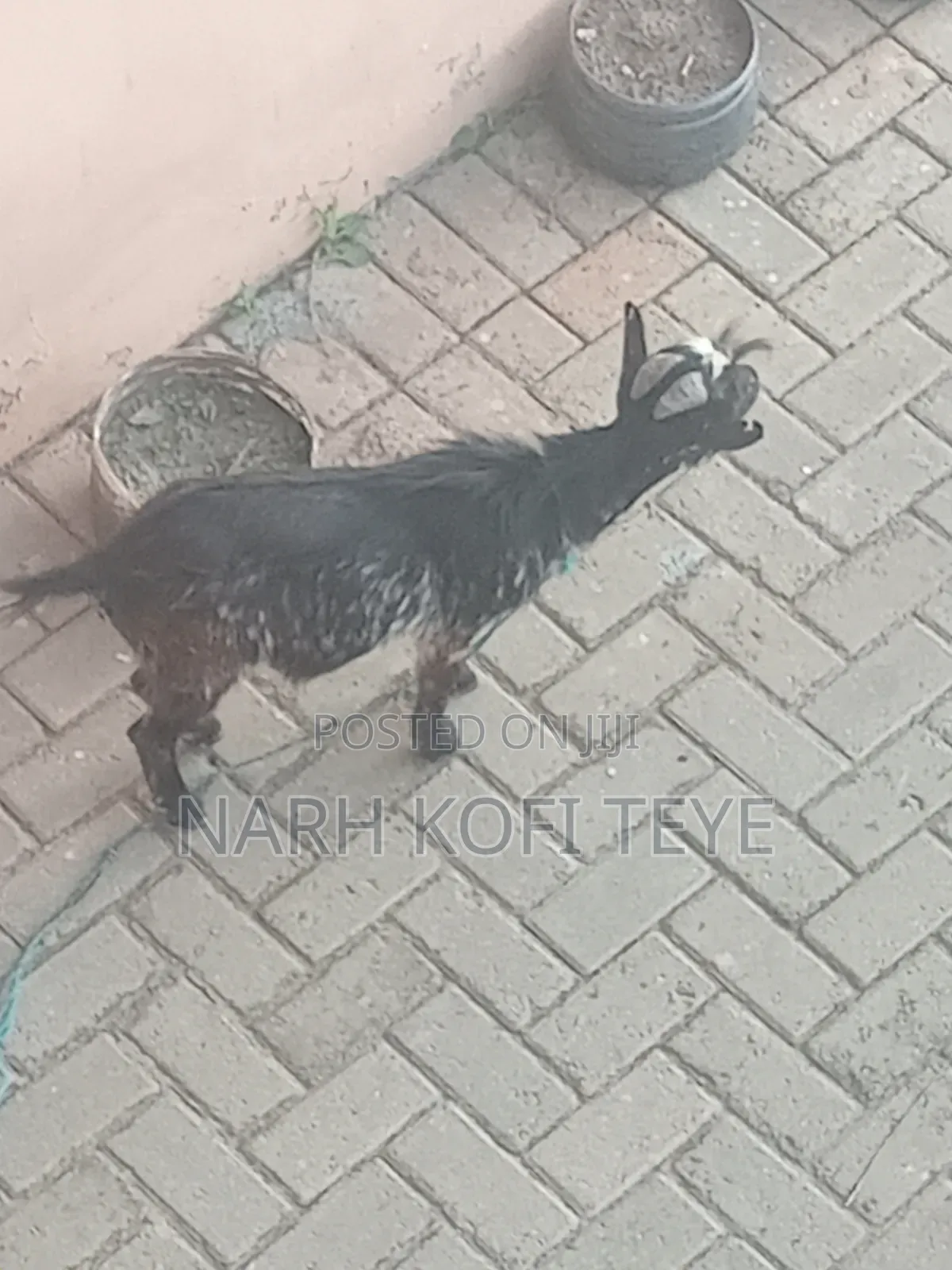 Goats for Sale
