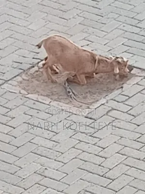 Goats  for Sale at Cool Price