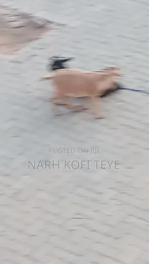 Goats  for Sale at Cool Price