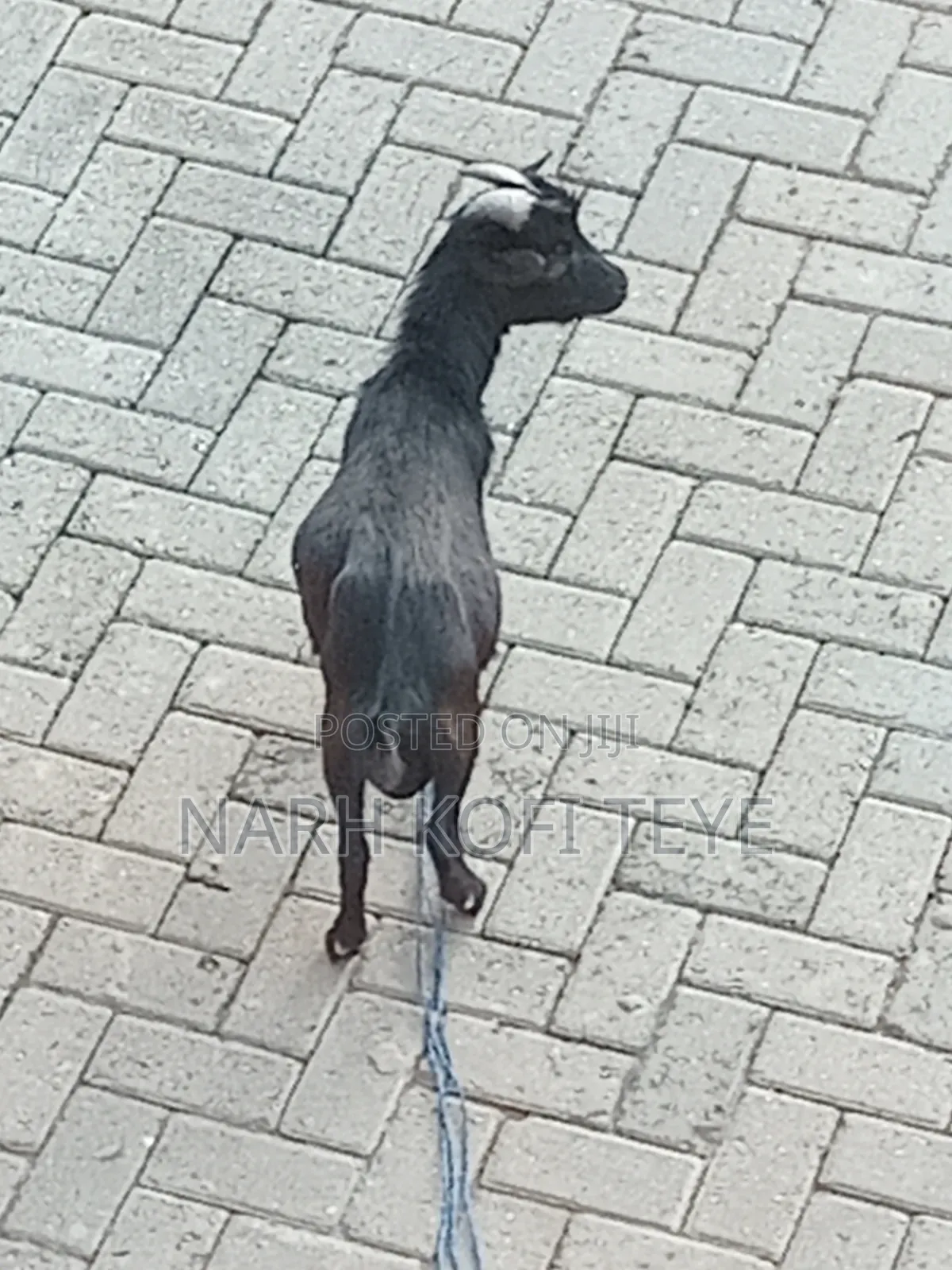 Goats for Sale at Cool Prices