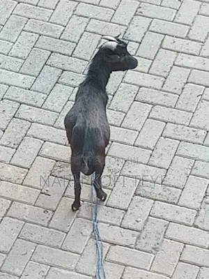 Goats for Sale at Cool Prices