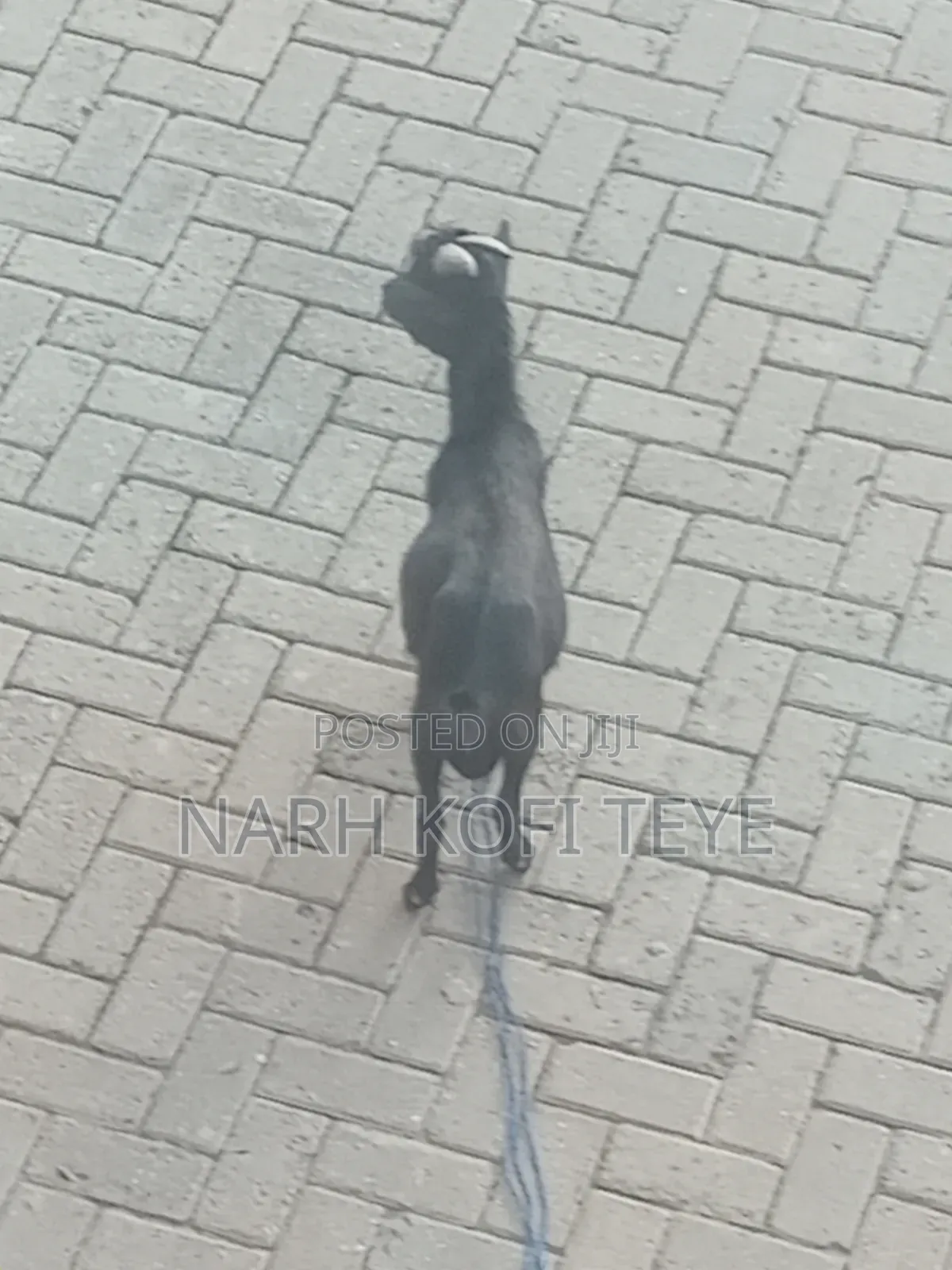 Goats for Sale at Cool Prices