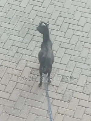 Goats for Sale at Cool Prices