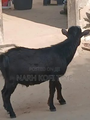 Goats for Sale at Cool Prices