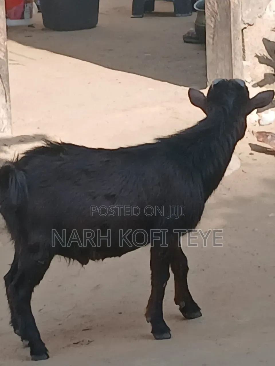 Goats for Sale at Cool Prices