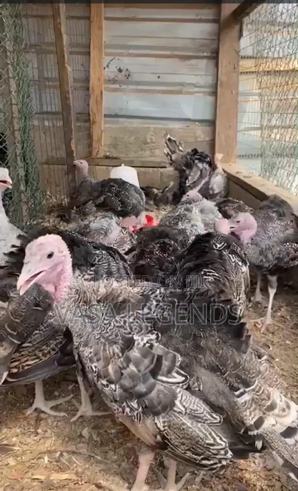 3 Month Old Turkey
