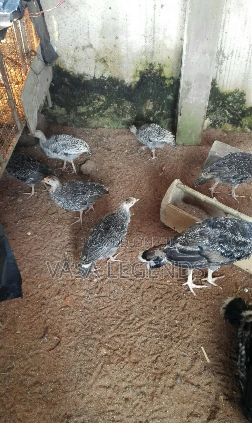 3 Month Old Turkey