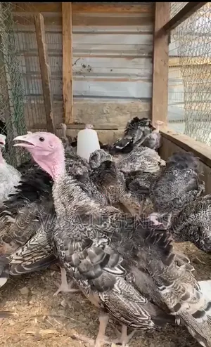 3 Month Old Turkey