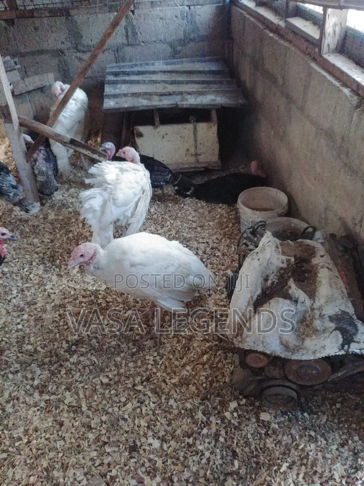 3 Month Old Turkey