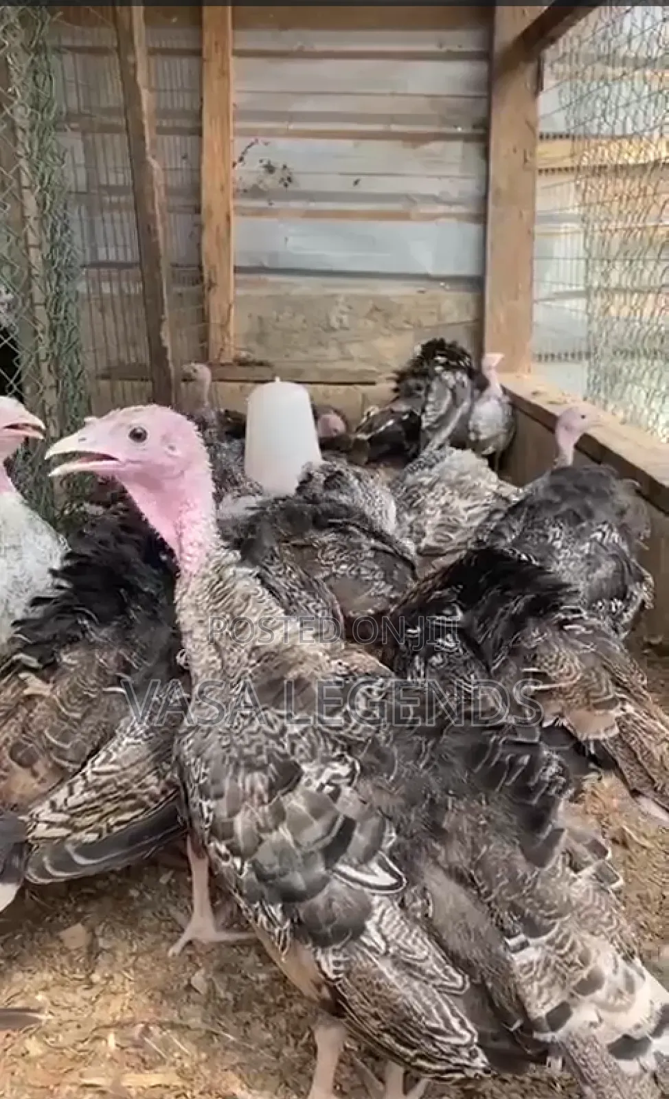 3 Month Old Turkey