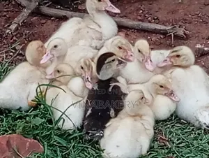 Muscovy Ducklings