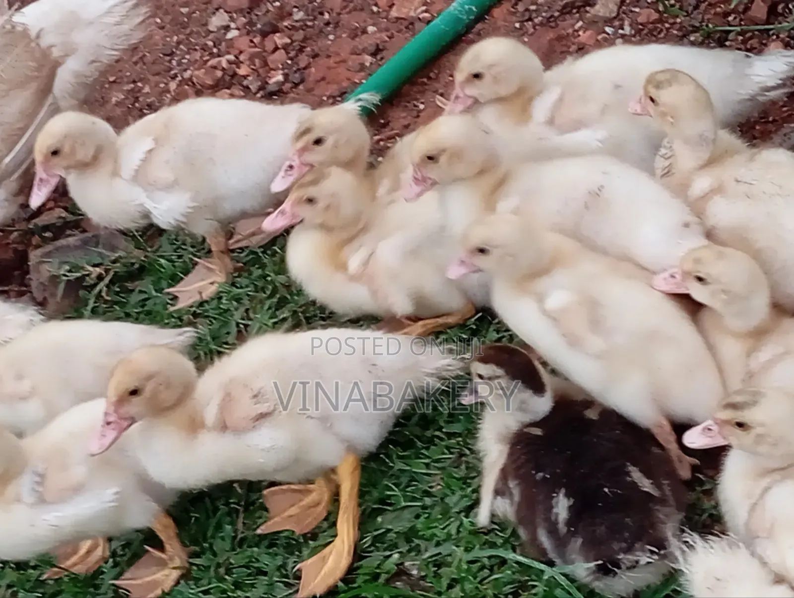 Muscovy Ducklings