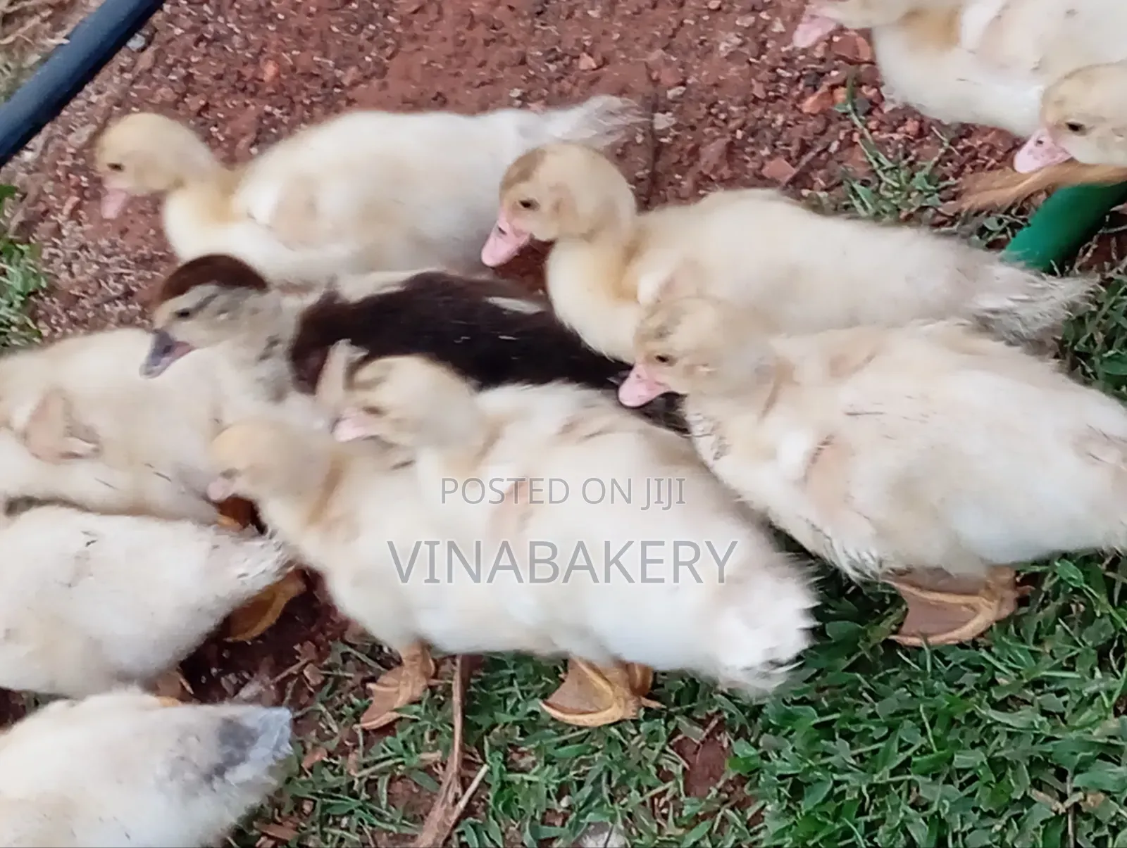 Muscovy Ducklings
