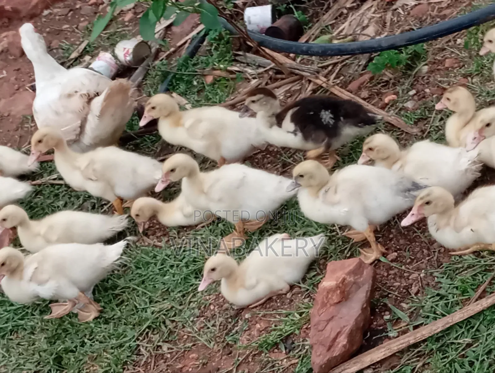 Muscovy Ducklings