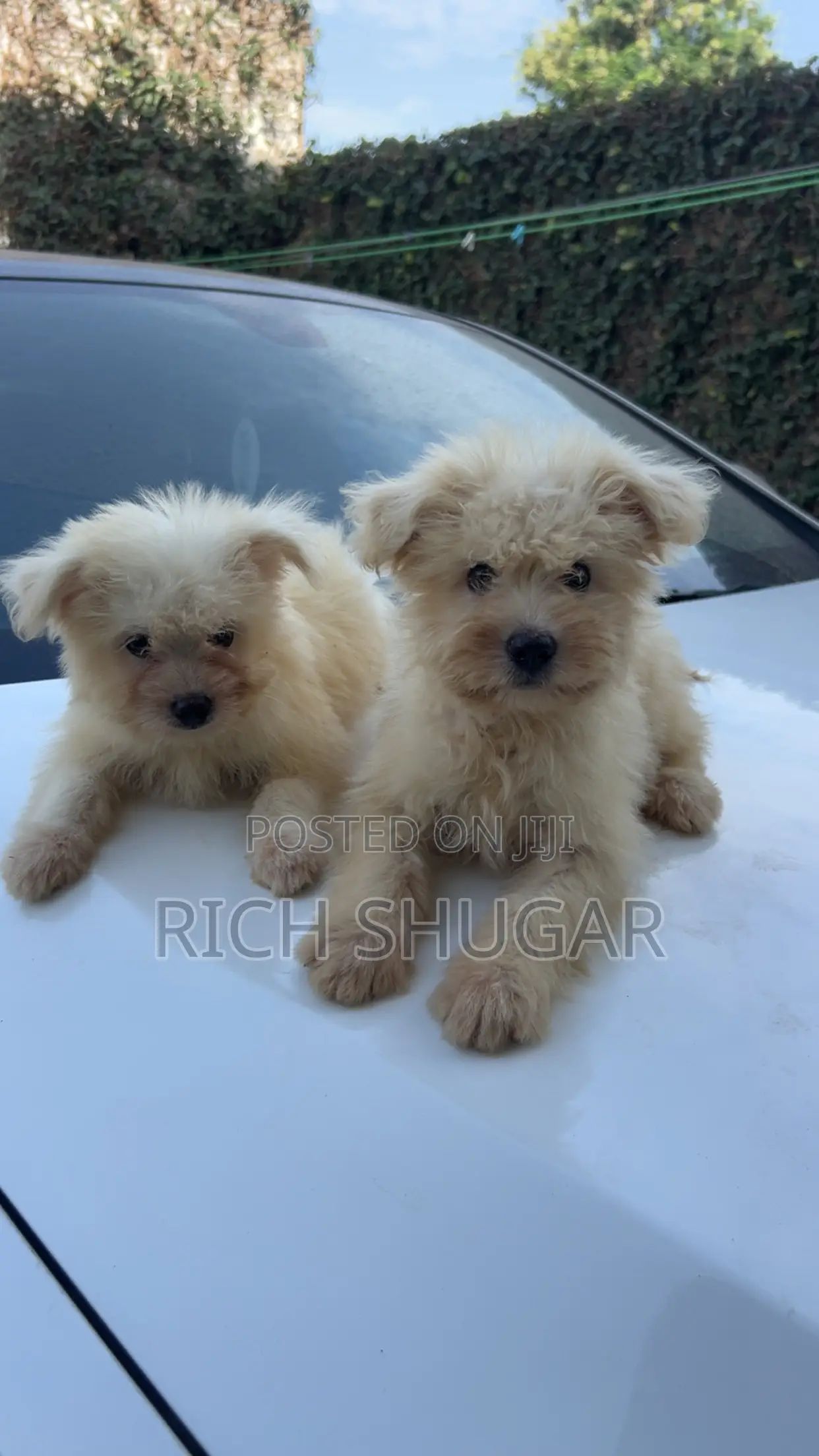 1-3 months Male Mixed Breed Dog