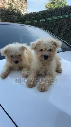 1-3 months Male Mixed Breed Dog