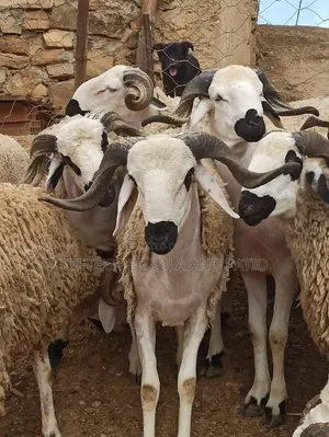 Northen Ram