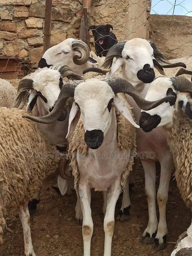 Northen Ram