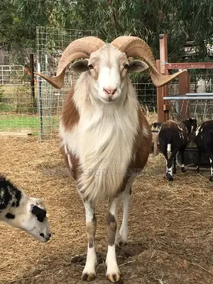 Northen Ram