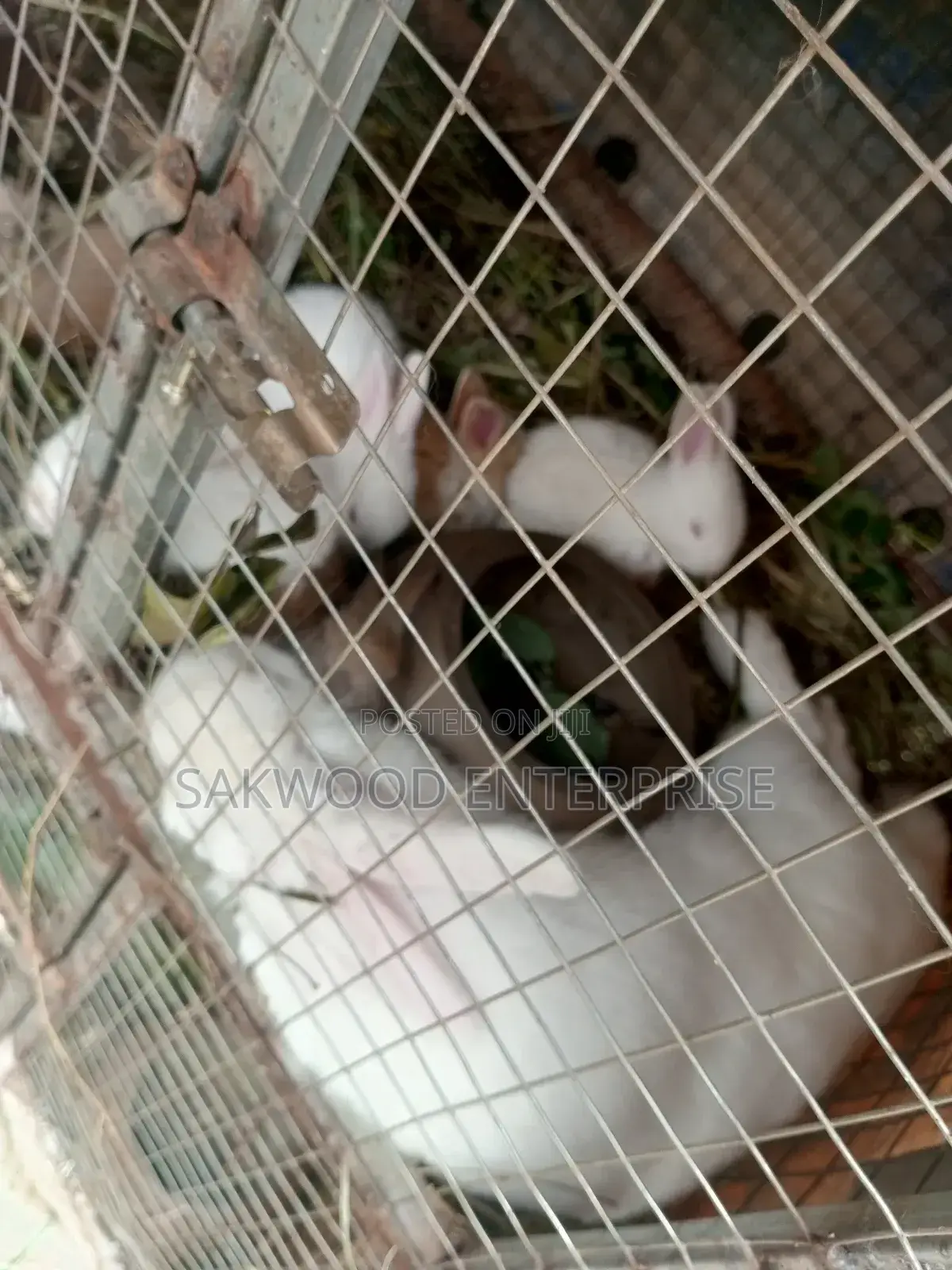Rabbit With Babies