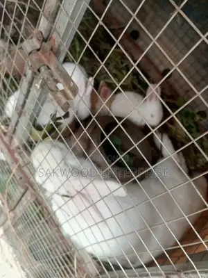 Rabbit With Babies