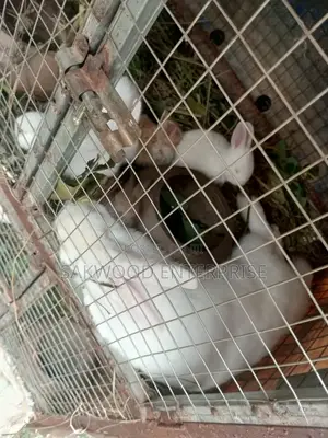 Rabbit With Babies
