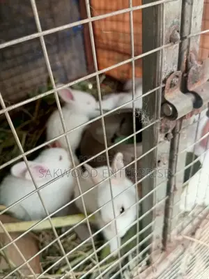 Rabbit With Babies