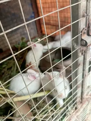 Rabbit With Babies