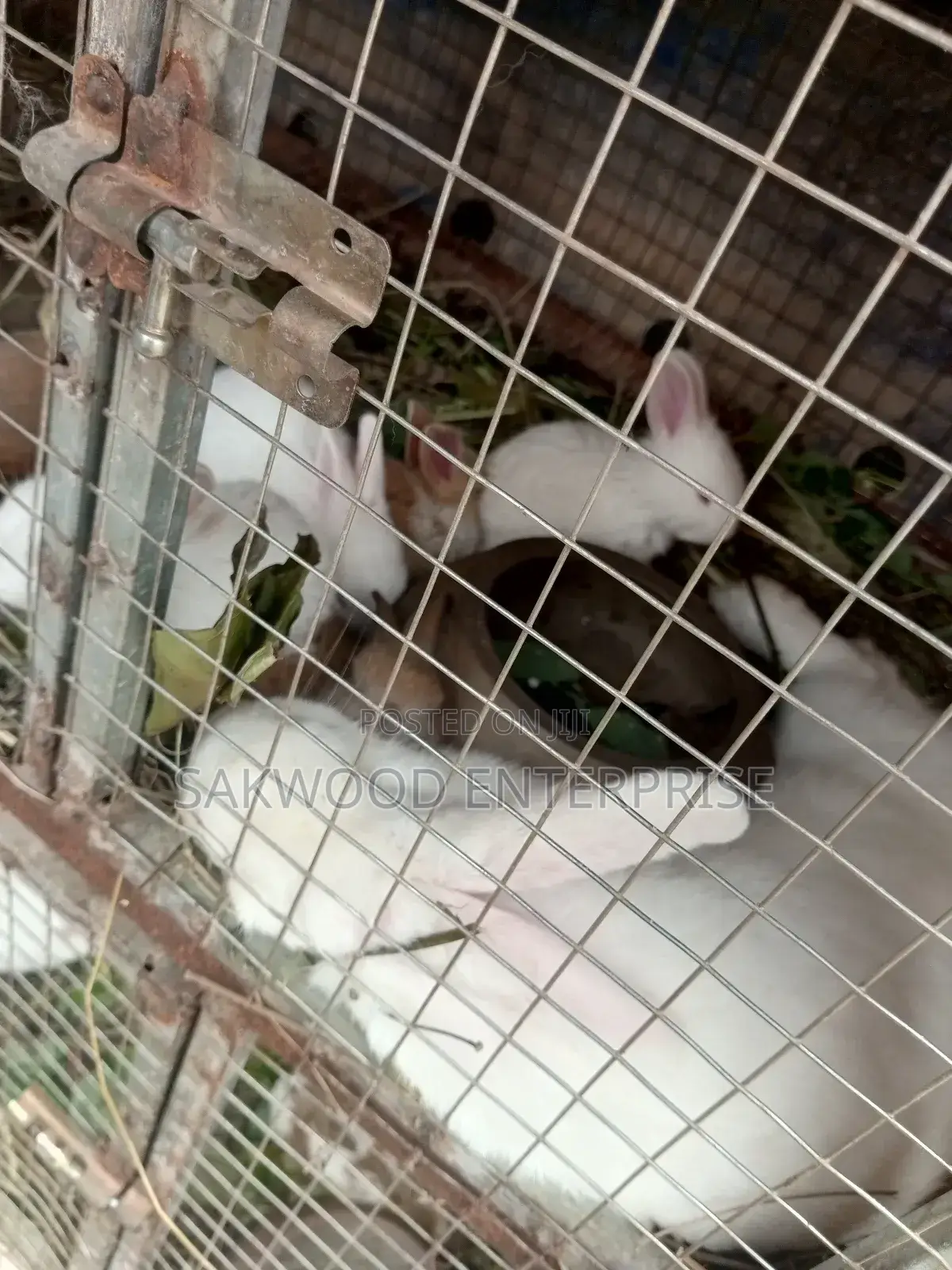 Rabbit With Babies