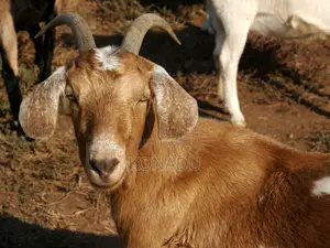 Local Female Goats