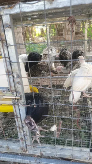 3 Month Old Turkey