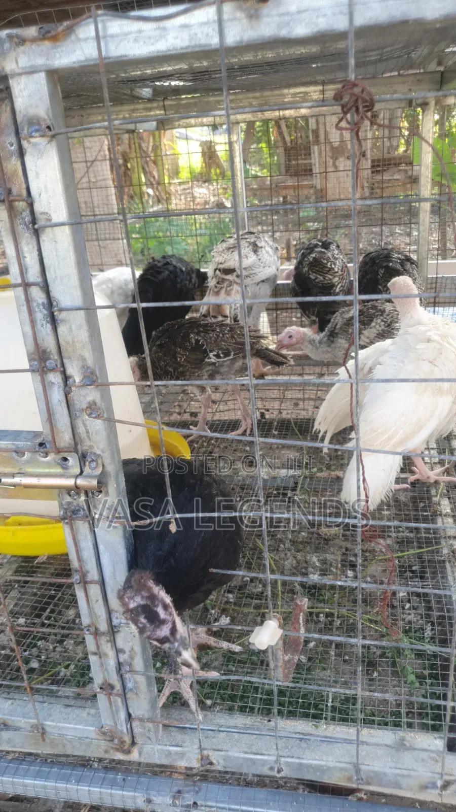 3 Month Old Turkey