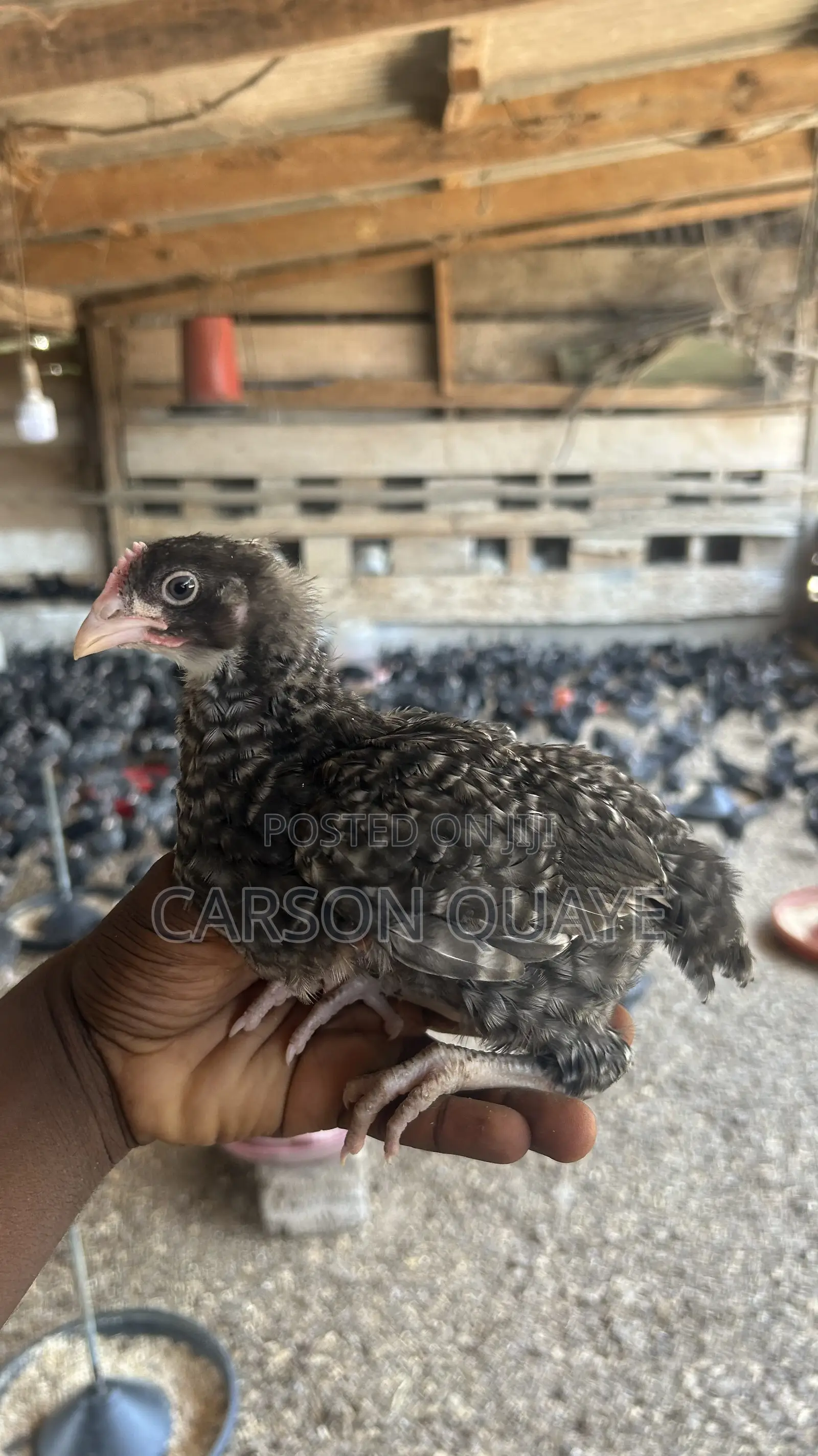 Brooded Layers/Plymouth Rock Chicks