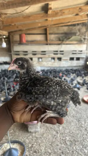 Brooded Layers/Plymouth Rock Chicks