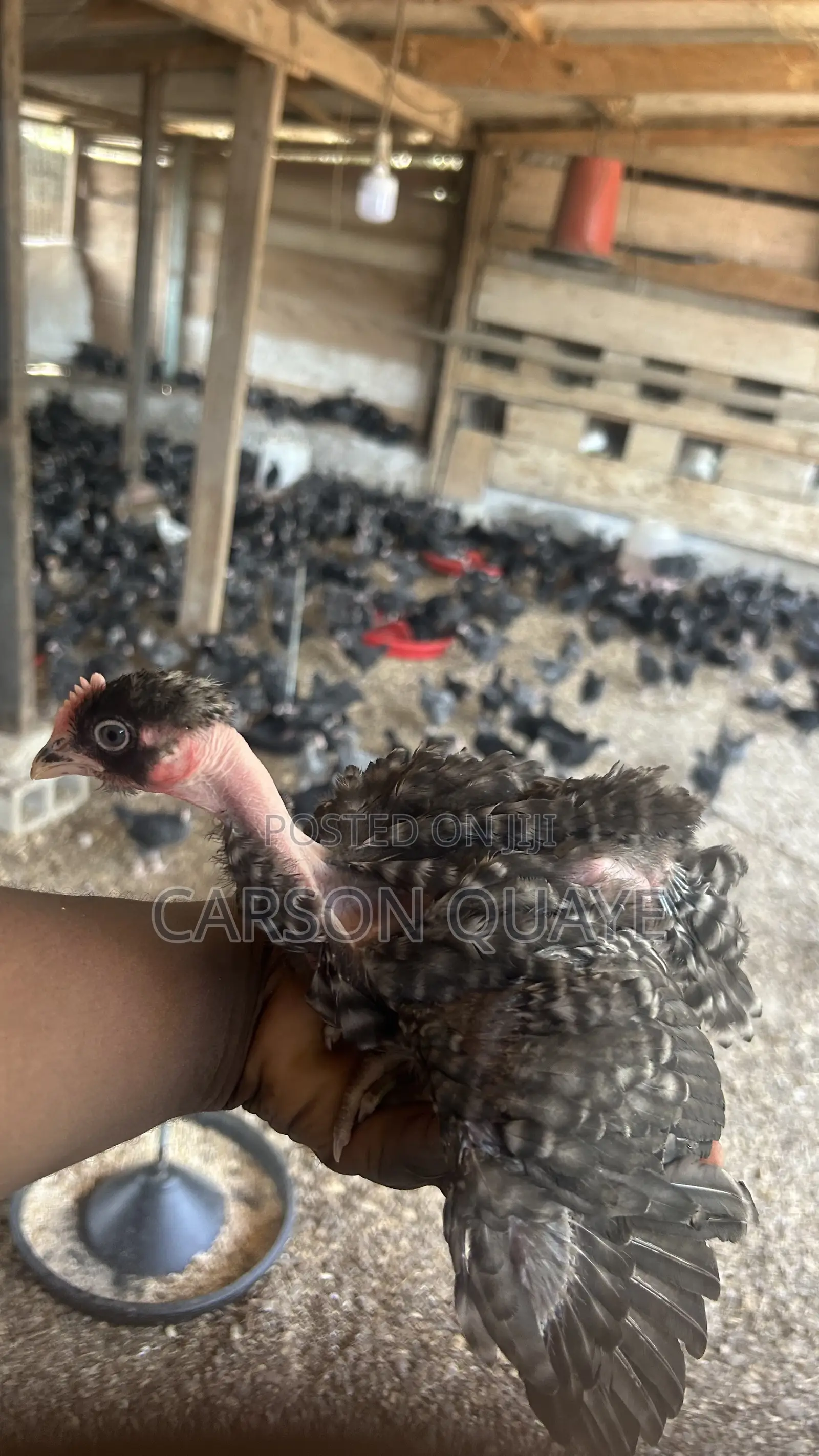 Brooded Layers/Plymouth Rock Chicks