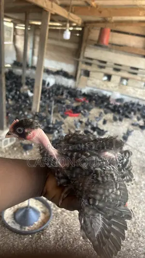 Brooded Layers/Plymouth Rock Chicks